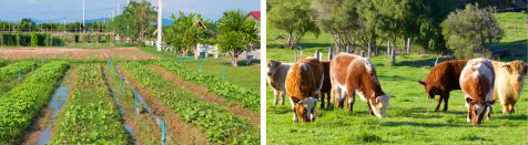 Agricultura y ganaderia