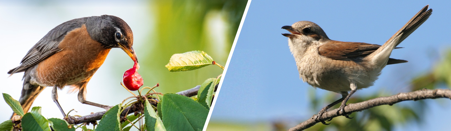 pajaros